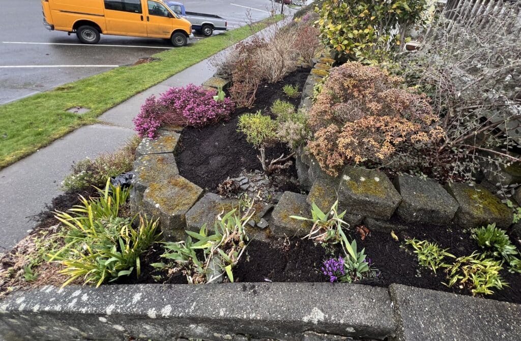 Everett landscaping beautification with bark - after