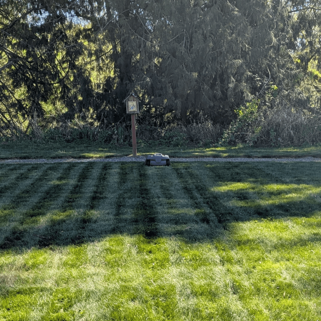 Lawn Always Looks Uneven Or Scalped