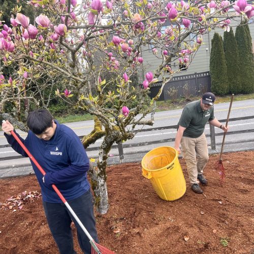 Whispr flowering cherry tree landscape cleanup