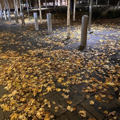 commercial leaf removal